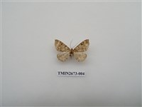 藏品(尺蛾216)的圖片